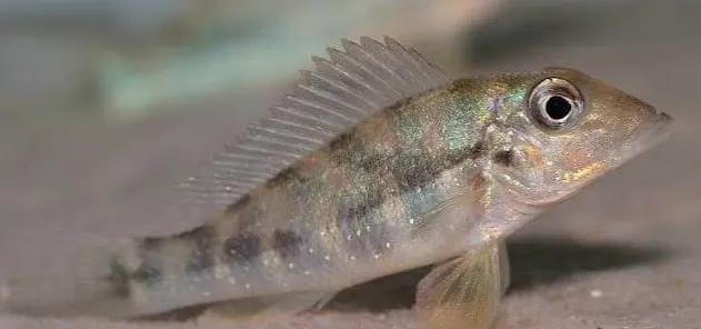 retroculus lapidifer 6-8cm