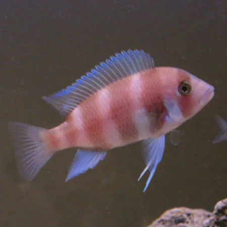 cyphotilapia frontosa red 3cm