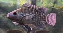 cyphotilapia frontosa red 3cm