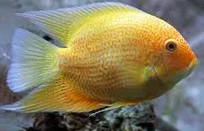 heros severum