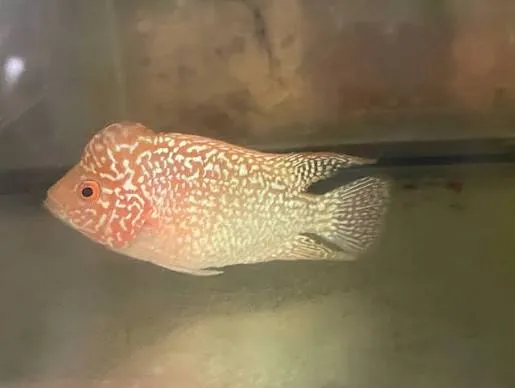 flowerhorn golden base b-grade 10cm