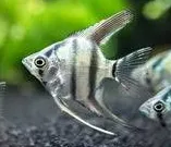 pterophyllum scalare zebra 3-3.5cm (body)