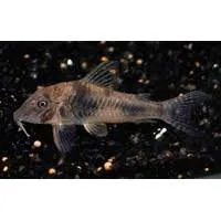 corydoras ellisae 3cm