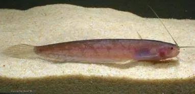 silurichthys hasseltii 6-7cm