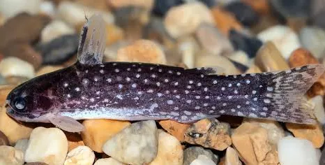 tatia galaxias