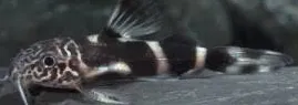 synodontis arbiliniata 4cm