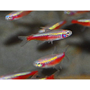 paracheirodon axelrodi cardinalis gold 1.7-2cm