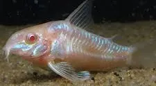 corydoras paleatus albino 2.5-3cm