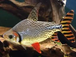 semaprochilodus taeniurus 5-6cm