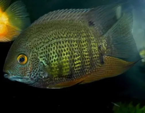 heros severum 2.5cm