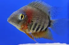 heros severum 3.5-4cm