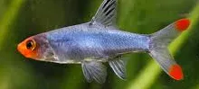 sawbwa resplendens 2.5-2.8cm