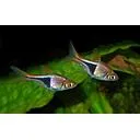 rasbora heteromorpha 3cm