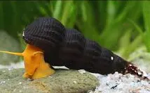 tylomelania sp - orange rabbit snail 3-6cm