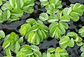salvinia natans
