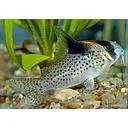 corydoras melanistus 3cm