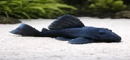 Baryancistrus beggini - l239 7cm