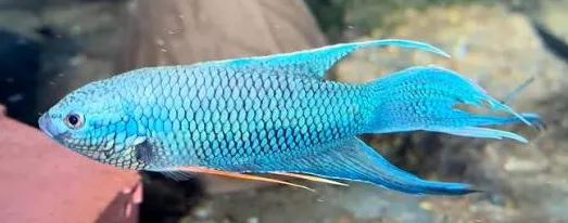 macropodus spechtii royal blue - paradise fish 4-4.5cm