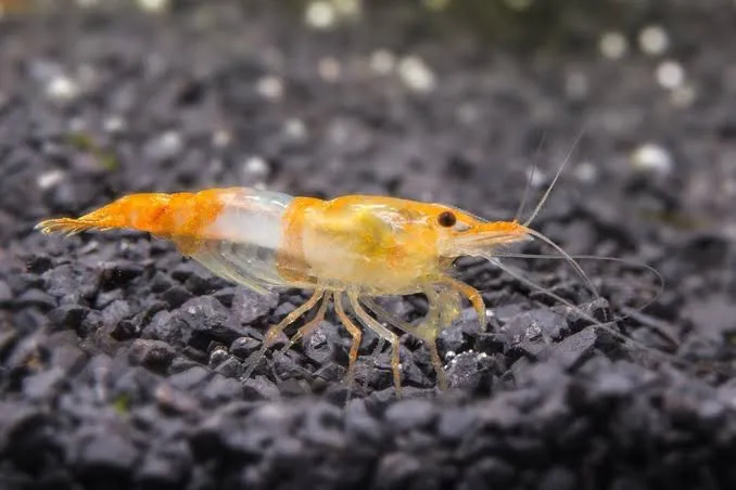 shrimp orange rili- neocaridina 1.5cm