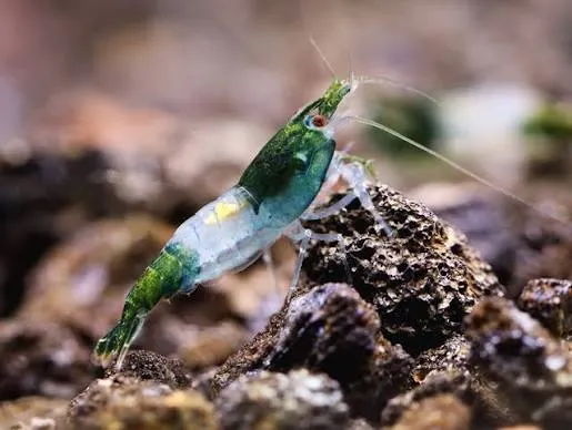 shrimp green rili- neocaridina 1.5cm