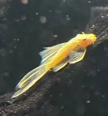 ancistrus L144 longfin (yellow, blue eye) 3cm