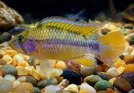 apistogramma purple 4-5cm