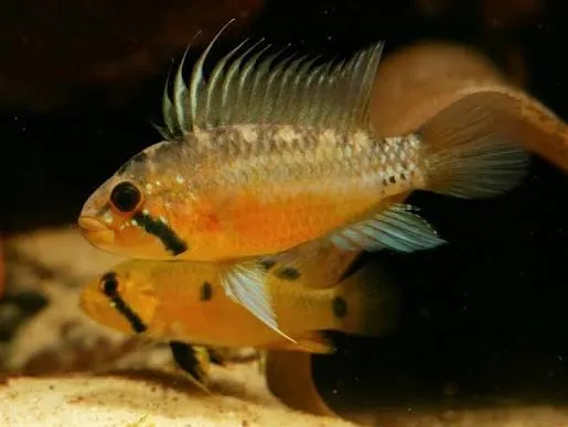 apistogramma sunset 4-5cm