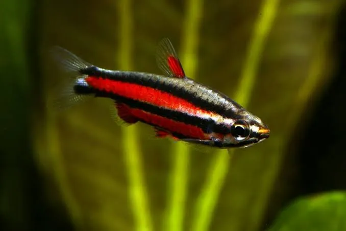nannostomus mortenthaleri 3cm