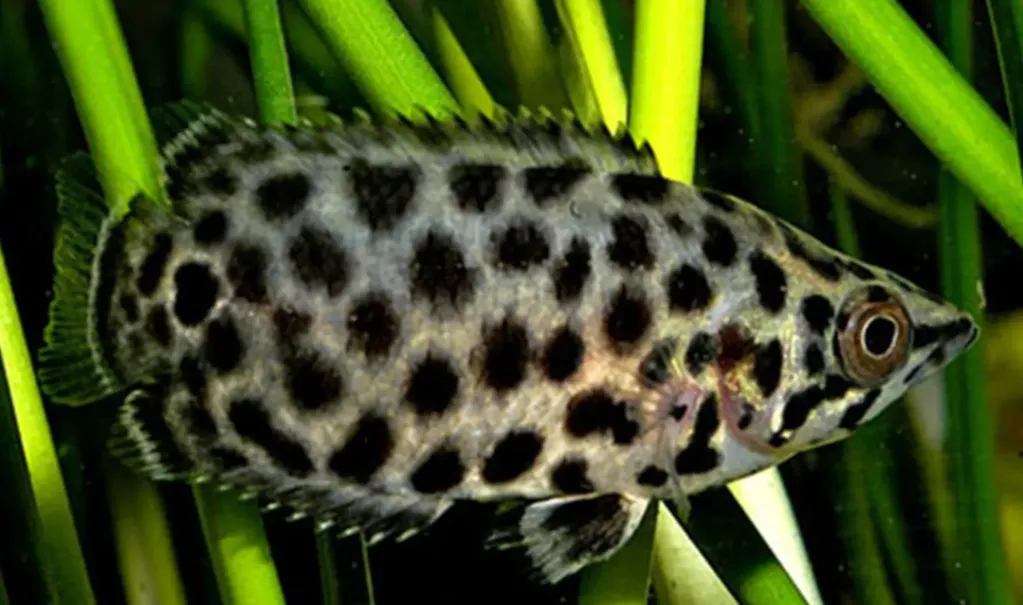 Ctenopoma acutirostre - luipaard gourami 6-7cm
