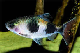dawkinsia assimilis - mascara barbeel 12cm