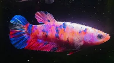 betta splendens female giant 3-4cm