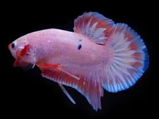 betta splendens female flamingo 3-4cm