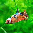 betta splendens female koi plakat 3-4cm