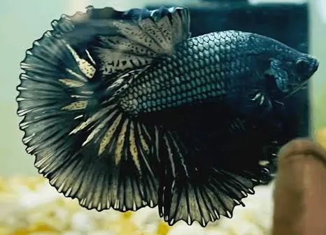 betta splendens male halfmoon plakat black cooper 4cm