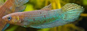 betta simorum 6-7cm