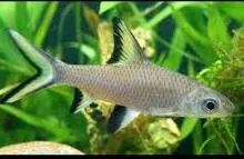 luciosoma setigerum - silver shark 5cm