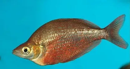 Glossolepis incisus 12-15cm