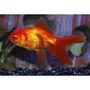 carassius auratus - oranda longfin 15-18cm