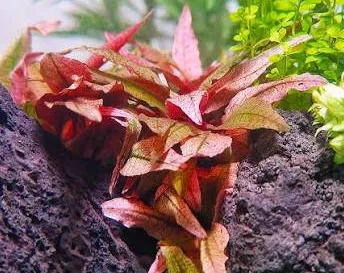 cryptocoryne pink panther