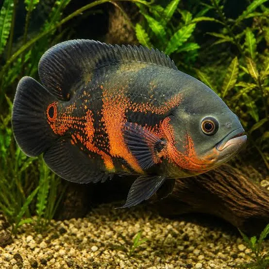 astronotus ocellatus 30-35cm