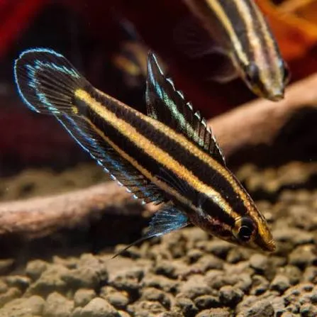 sphaerichtys ospromenoides - chocolate gourami 3cm