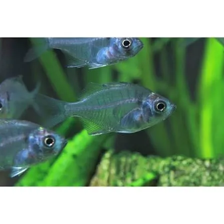 parambassis siamensis 2cm