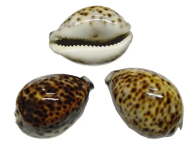 cypraea tigris - tijgerschelp 8 cm