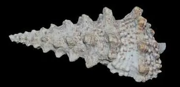 cerithium nodulosum shell 9cm ( leeg )