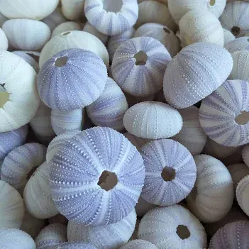 zee egelshell 4-5cm ( leeg )
