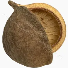 boeddha-noot 8-12cm
