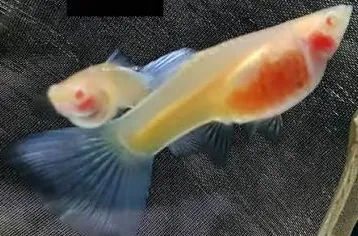 poecilia reticulata - guppy male/female glass belly mix 1.5cm