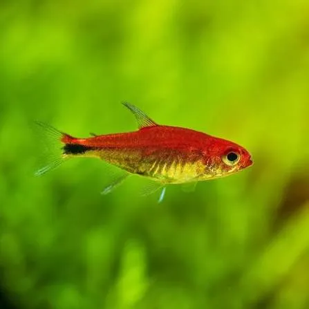paracheirodon axelrodi cardinalis 3-3.5cm