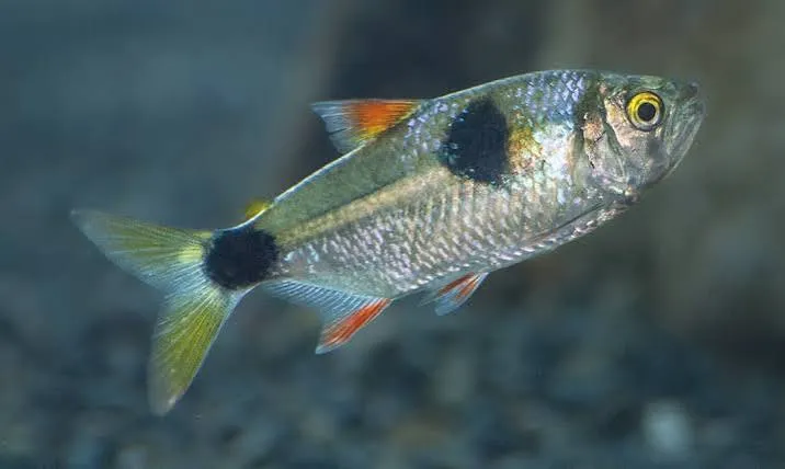 exodon paradoxus -