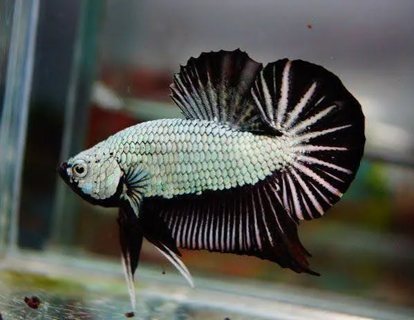 Betta-Plakat Black Dragon Male 4-5cm